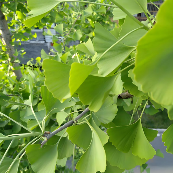 Ginkgo Biloba Extract イチョウのビロバ抽出物