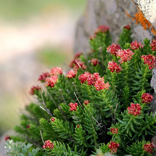 Rhodiola Rosea Rhodiola Rosea