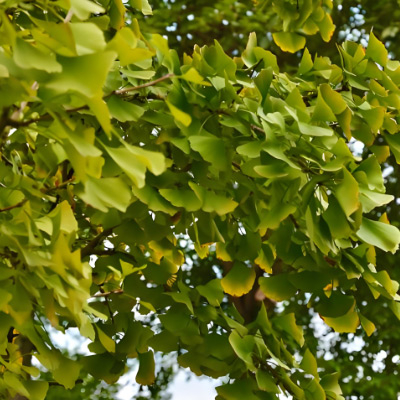 Ginkgo-Biloba-Extract.jpg