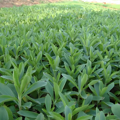 植物の砂糖代替物の適用、キングハーブの言うことを聞いてください
