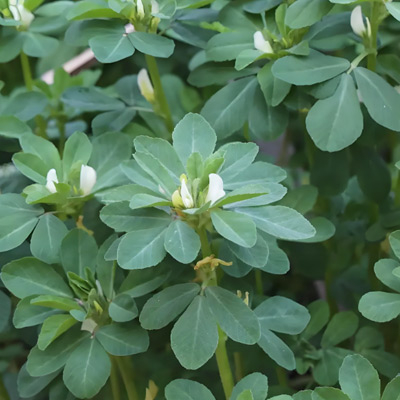 fenugreek-extracts.jpg