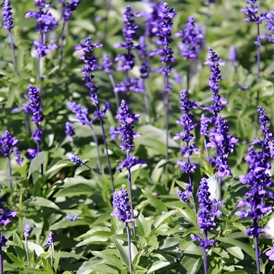 Salvia-officinalis.jpg