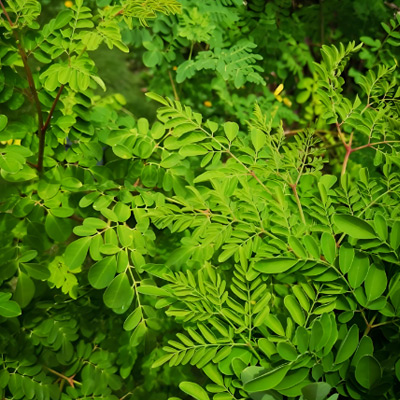 モリンガの葉の抽出物