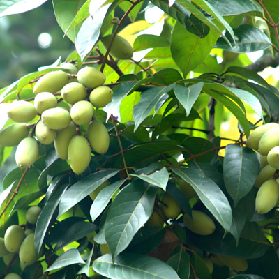 Olive-Leaf-Extract2.jpg