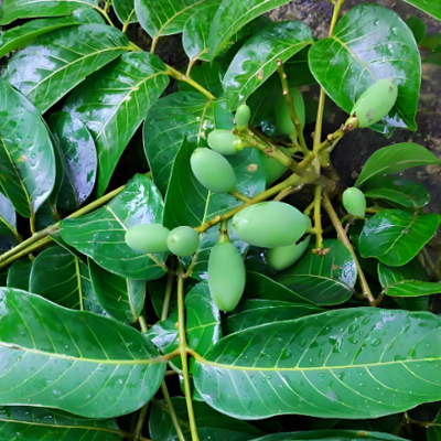 Olive-Leaf-Extract1.jpg