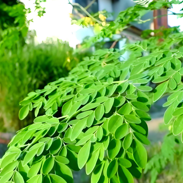 普通の緑を超えて：栄養champion-moringa leaf powder