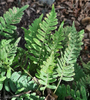 Polypodium Vulgare エキス