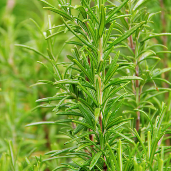 天然の植物抽出物 - 食物式に革命をもたらす古代の植物の知恵