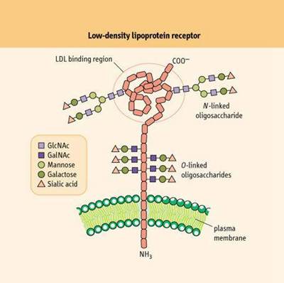 LDL削減の利点のためのハーブ抽出